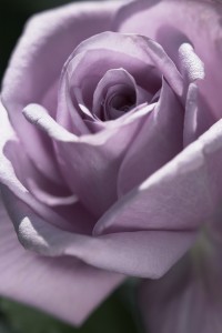 TWICE IN A BLUE MOON (hybrid tea)